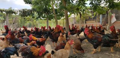 trang trại cung cấp gà, vịt, bò, heo chất lượng ở TPHCM 